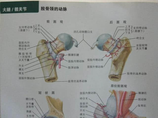 股骨頭壞死原因和康復(fù)