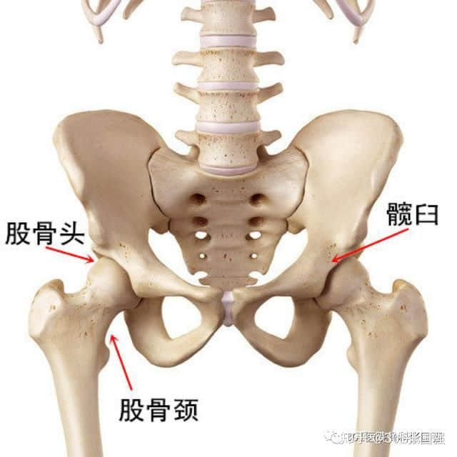 成人先天性髖關(guān)節(jié)脫位 怎么治？