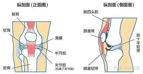 拍片子顯示髕骨軟化了，髕骨在哪里？